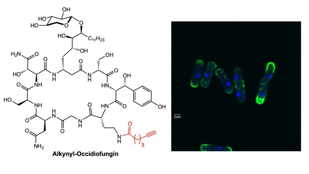 TOC_AntimicrobAgentsChemother_2019_1